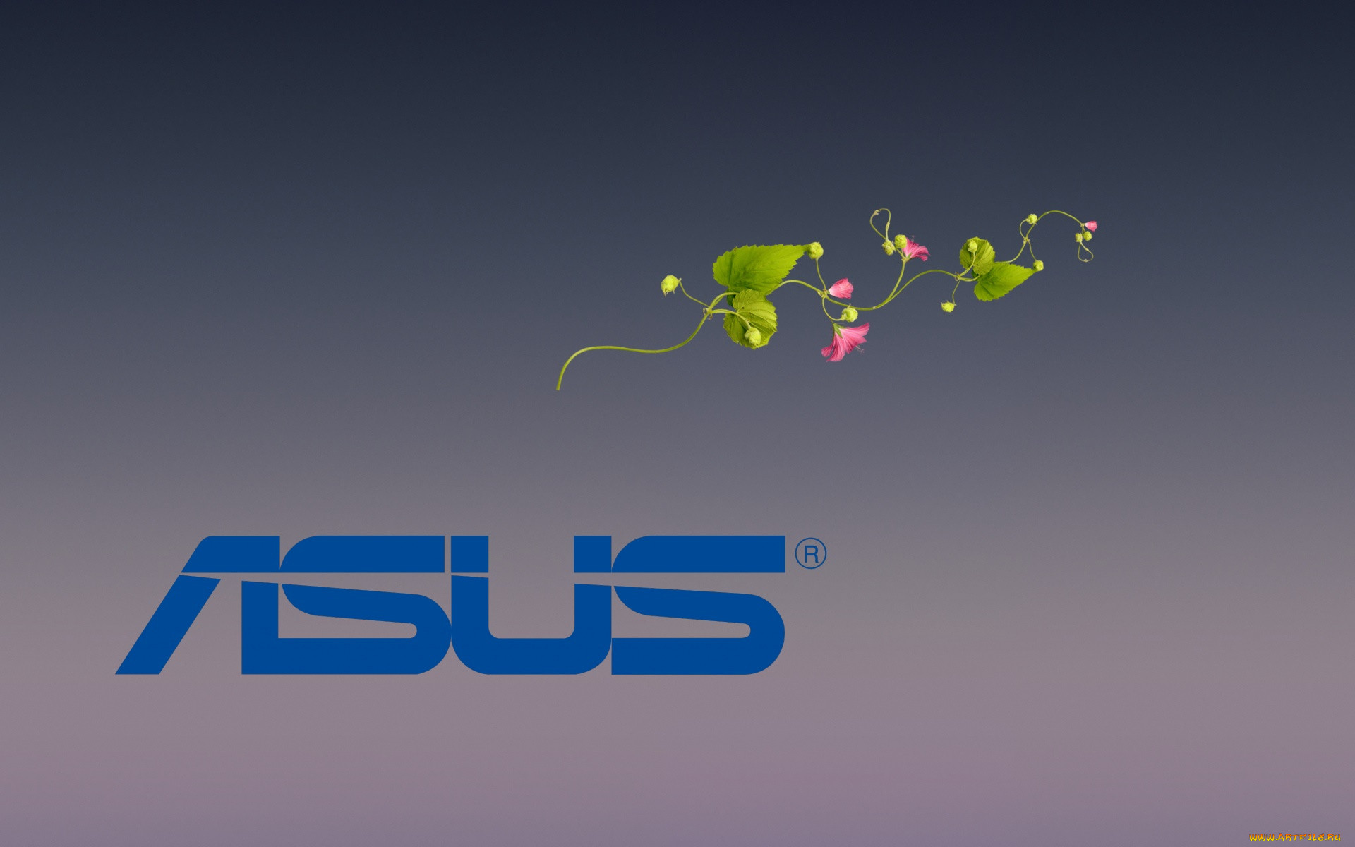 , asus, , , 